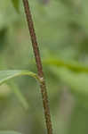 Eastern purple coneflower